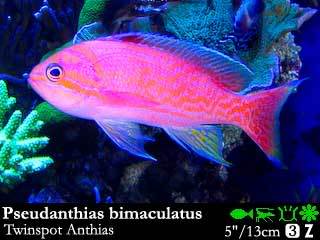 Pceudanthias bimaculatus