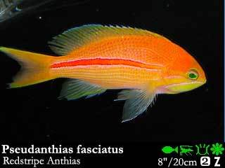 Pceudanthias fasciatus