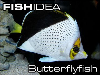 Butterfish-Бабочки