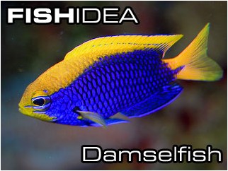 Damselfish-Ласточки