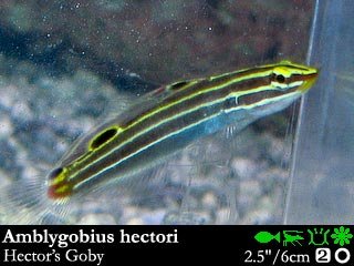 Amblygobius hectori