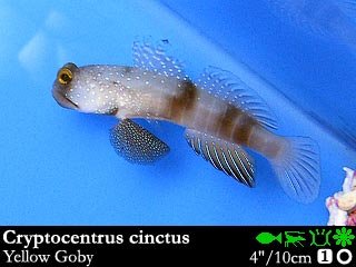 Cryptocentrus cinctus
