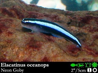 Elacatinus oceanops