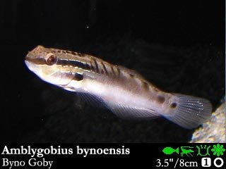Amblygobius bynoensis