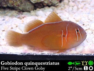 Gobiodon quinquestriatus