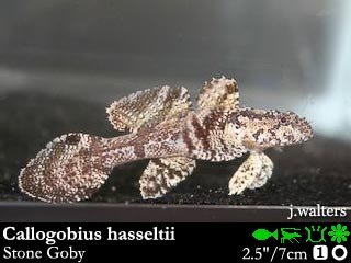 Callogobius hasseltii