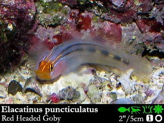 Elacatinus puncticulatus