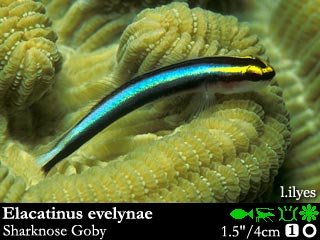 Elacatinus evelynae