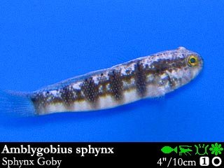 Amblygobius sphynx