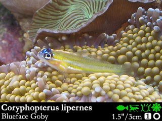 Coryphopterus lipernes