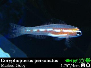 Coryphopterus personatus