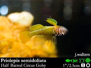 Priolepis semidoliata