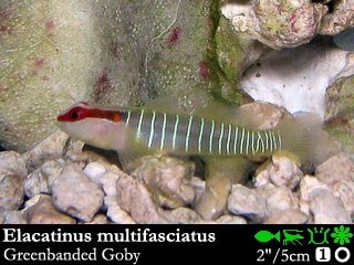 Elacatinus multifasciatus