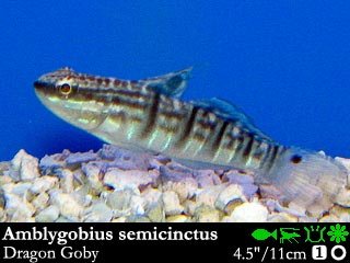 Amblygobius semicinctus