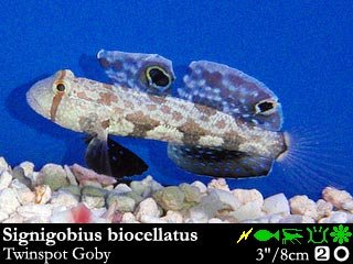 Signigobius biocellatus
