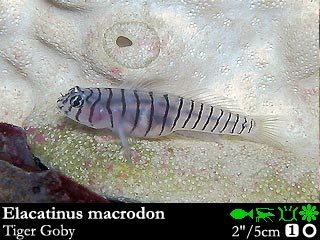 Elacatinus macrodon