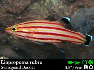 Liopropoma rubre