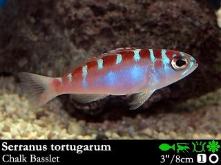 Serranus tortugarum
