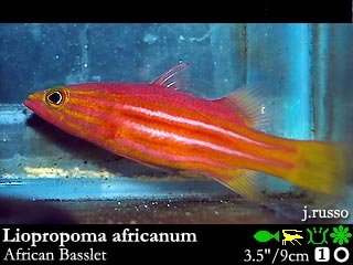 Liopropoma africanum