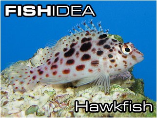 Hawkfish-Рыбы ястребы, Кудрепёровые
