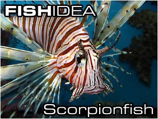 Scorpionfish-Скорпеновые