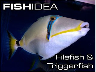 Triggerfish-Спинороги