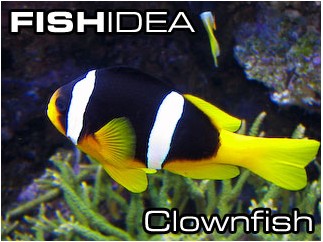 Clowwnfish-Клоуны