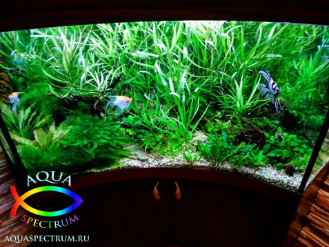 Угловой аквариум с живыми растениями