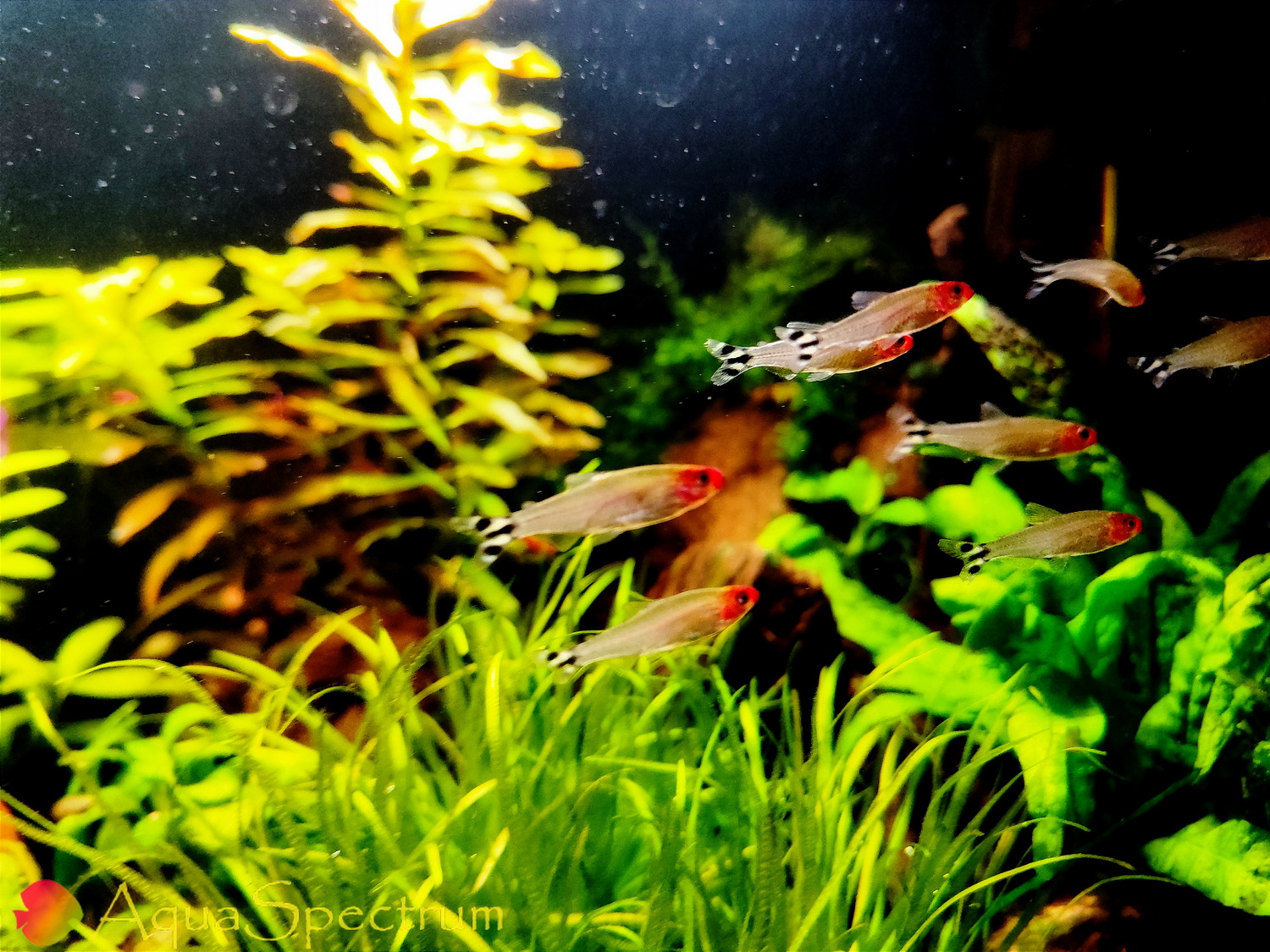 Красноносые тетры в аквариуме с живыми растениями