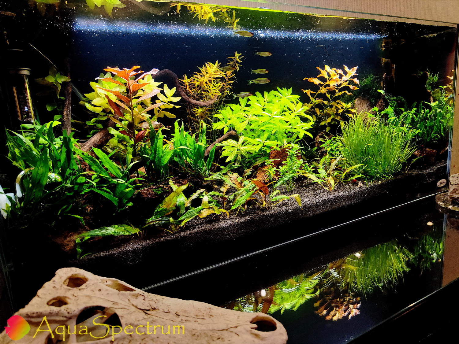 Декоративный аквариум с живыми растениями