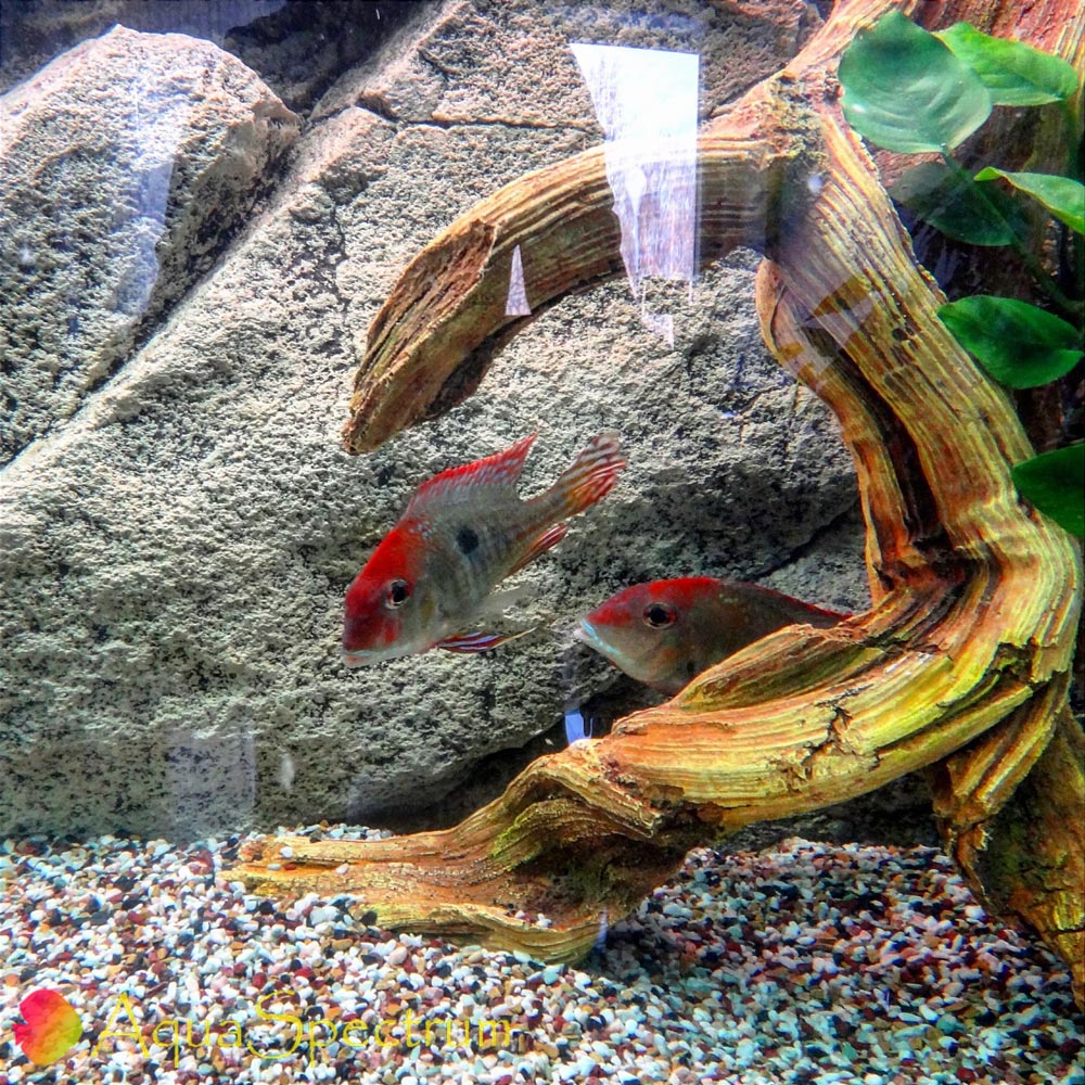 Объёмный фон Рокки в аквариуме с цихлидами