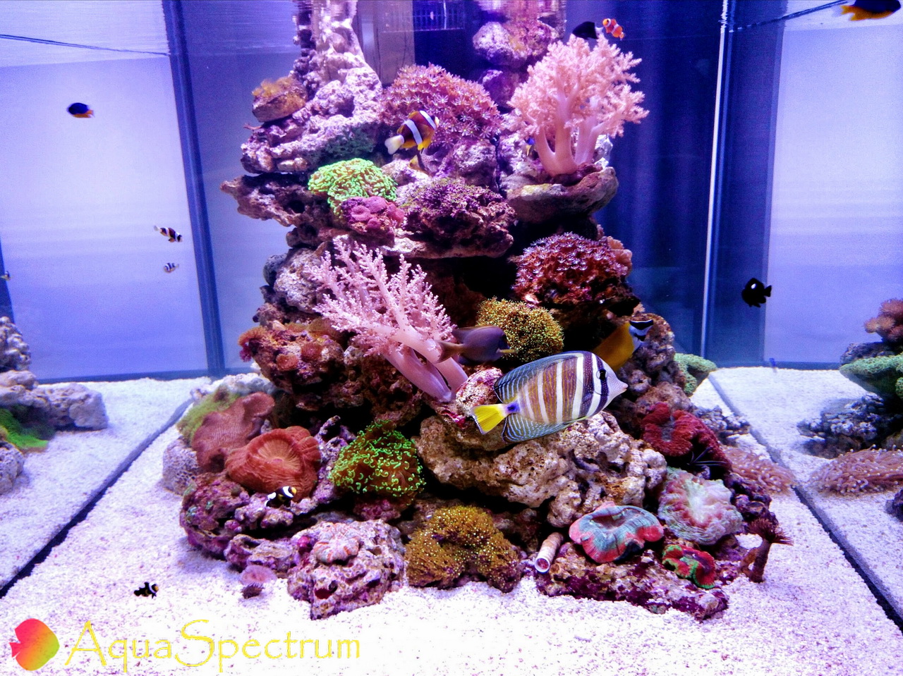 Морской аквариум объёмом 1000 литров