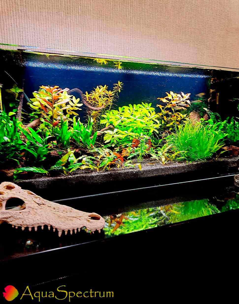 Оформление аквариумов с живыми растениями