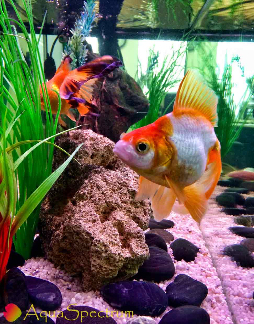 Золотые рыбки в декоративном аквариуме
