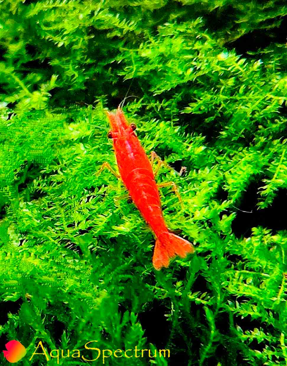 Пресноводная креветка Red Chery Shrimp