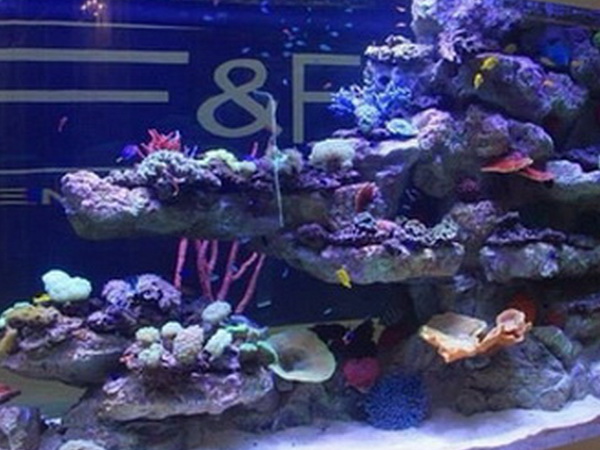 Заказать 3D модуль Red Sea Reef