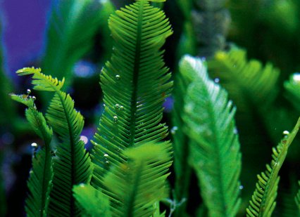 Морские водоросли в аквариуме